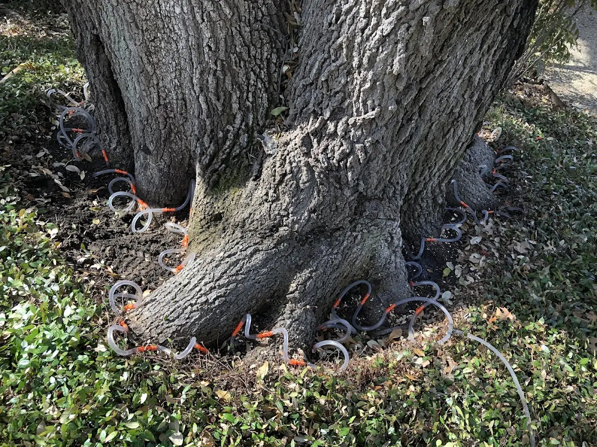 Detailed Tree Cabling and Bracing job site in Muskegon