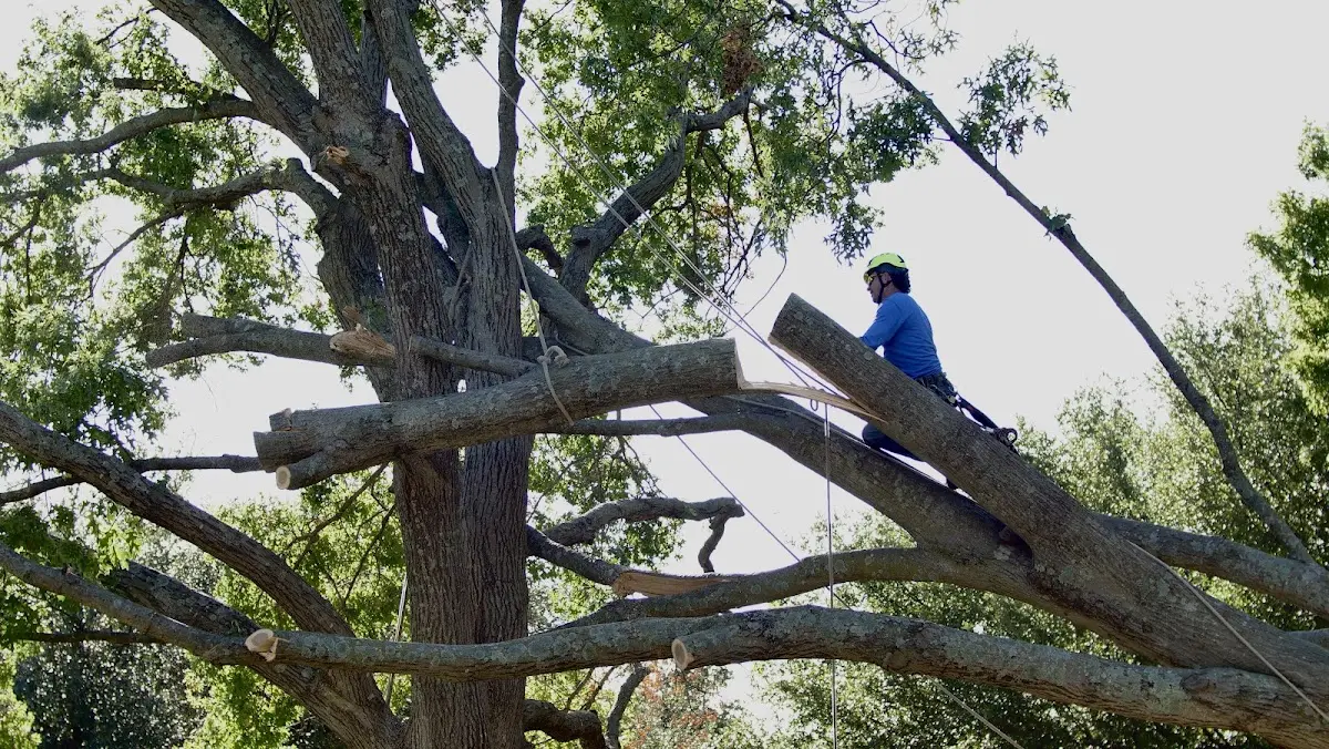 Professional Crown Thinning performed by certified arborists in Muskegon